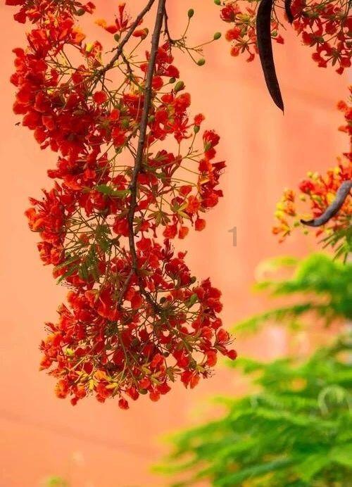 樱花麻将连连看